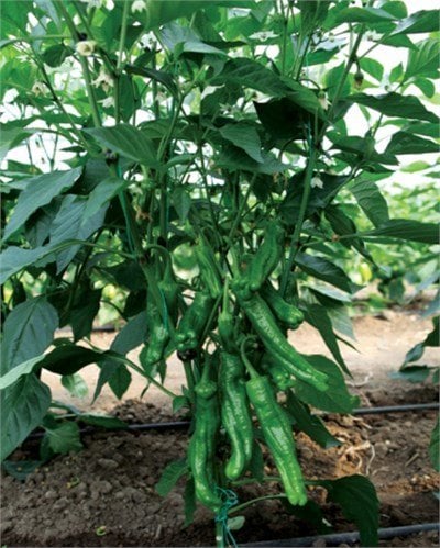 225d68da-af52-456f-92c1-1026aef11f21