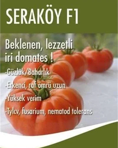 Seraköy F1 Oturak Domates Fidesi