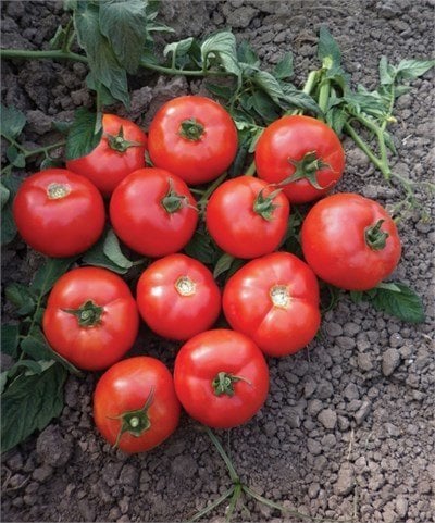 a3b2968b-69f3-43ff-b334-1c1867cd1f09