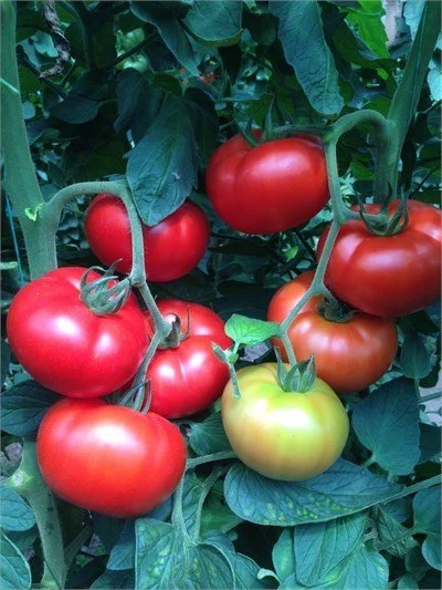 ac0eae77-2df9-4229-9176-6c1f3ce3738f