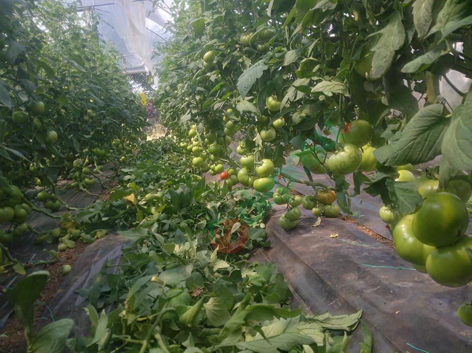 akca-beef-domates-fidesi