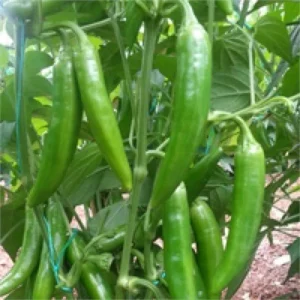 Jalomex F1 Jalepone Biber Fidesi