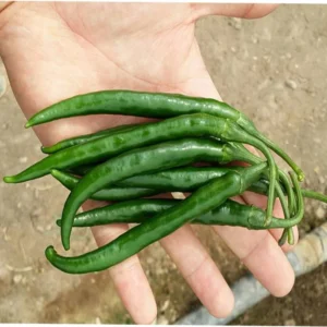 Balram F1 Şili Biber Fidesi