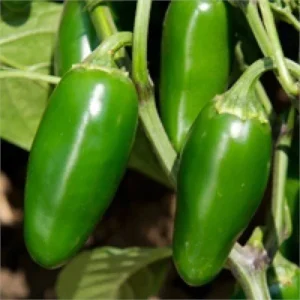 Coyame F1 Jalepone Biber Fidesi