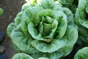 Bitez Yedikule Düz Marul Fidesi