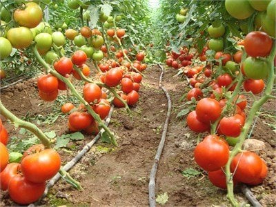 dea5122e-2fd5-4a01-8819-41feadca48a0