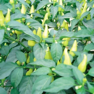 Biberiye Top Cin Biber Fidesi