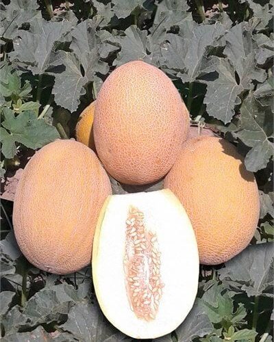 Lokum F1 Ananas Tipi Kavun Fidesi