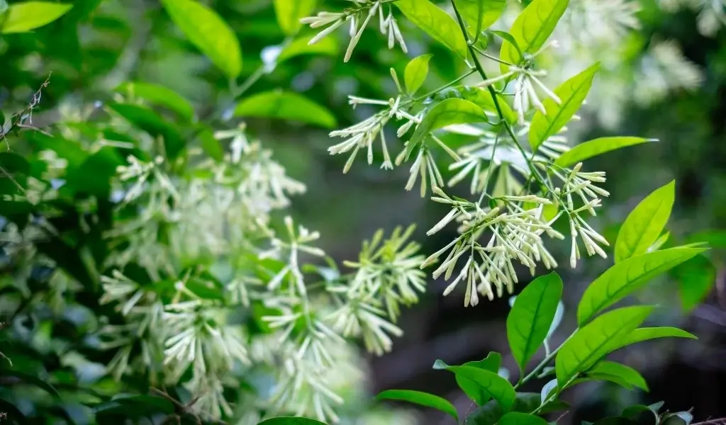 Melisa Çiçeği Bakımı