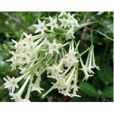 Melisa Çiçek Tohumu (Yaklaşık 40 Tohum)