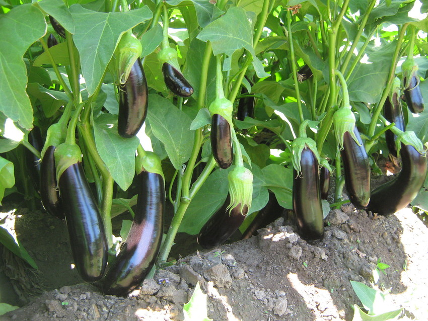 En Verimli Patlıcan Çeşidi