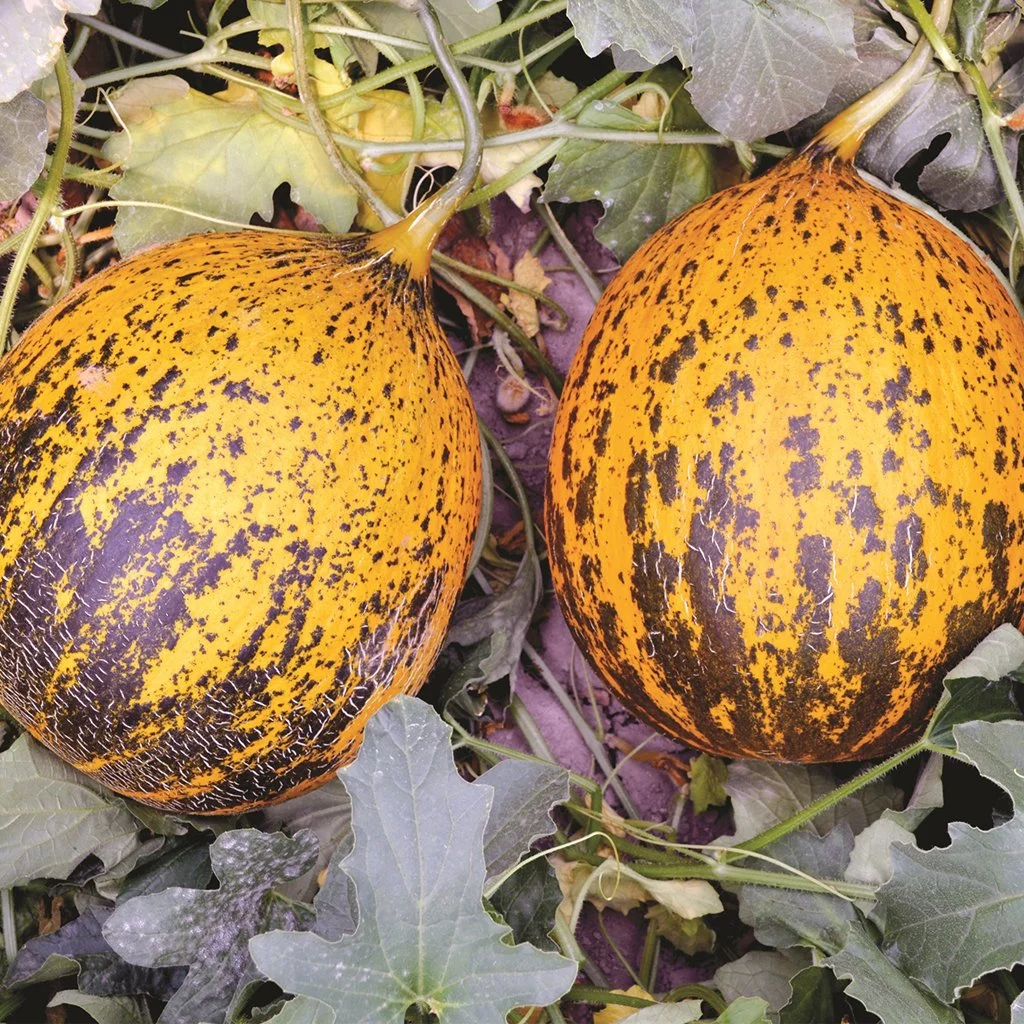 sukrubey-f1-kirkagac-kavun-tohumu-fidesi