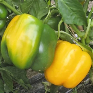 Unıgold F1 Sarı Dolma Biber Fidesi