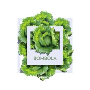 Bombola Iceberg Marul Tohumu – 10.000 Adet